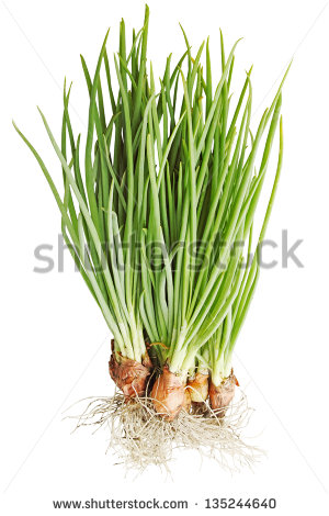 Onion Plant Stock Photos, Royalty.