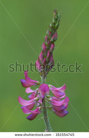 Onobrychis Viciifolia Stock Photos, Images, & Pictures.