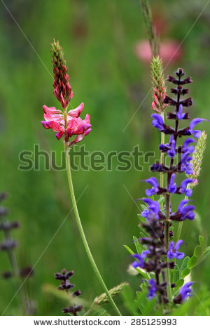 Onobrychis Viciifolia Stock Photos, Images, & Pictures.