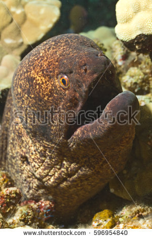 Moray With Open Mouth Stock Images, Royalty.