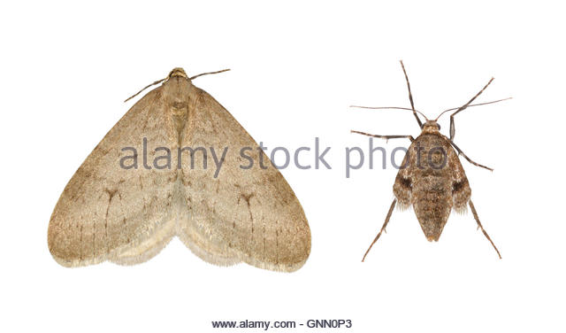 Winter Moth Stock Photos & Winter Moth Stock Images.