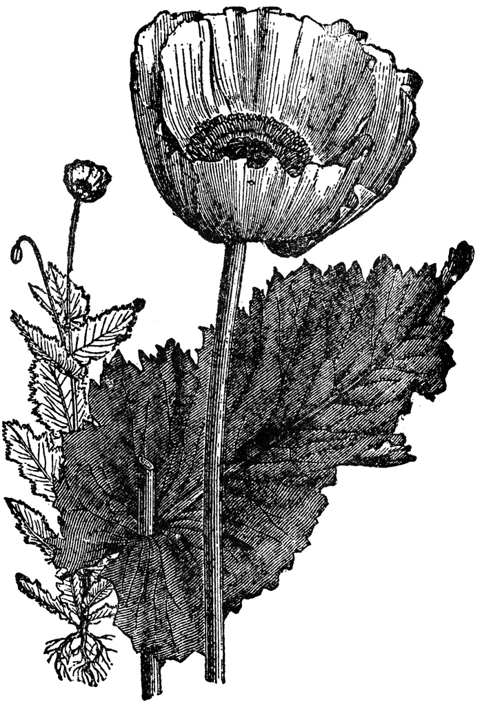 Opium Poppy.