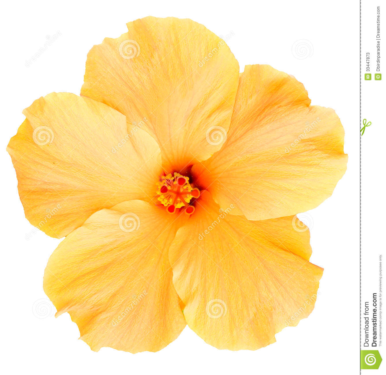 Yellow Flower Clip Art Png Orange And Yellow Flowers Clip Art.