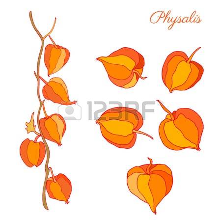 258 Berry Physalis Stock Vector Illustration And Royalty Free.