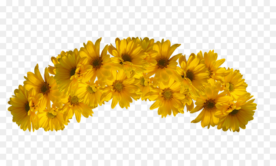 Mimosa Flower clipart.