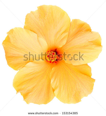 Hawaiian Flowers Stock Images, Royalty.