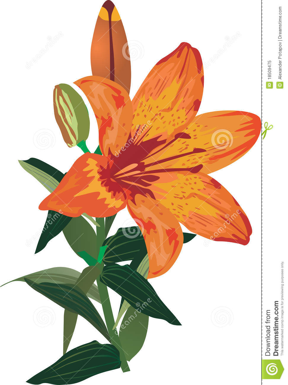 Orange lily clipart.