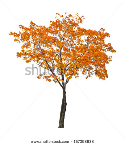 Maple Tree Branch Stock Images, Royalty.