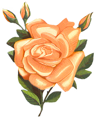 Orange roses clipart 20 free Cliparts | Download images on Clipground 2021