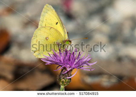 Clouded sulfur butterfly clipart.