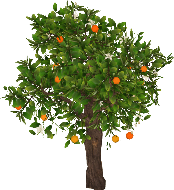 Orange tree, FS.