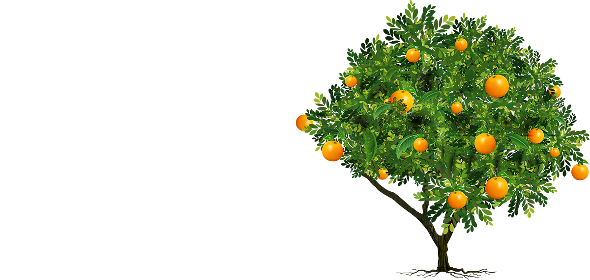 Orange Tree Png 10 Free Cliparts Download Images On Clipground 2023
