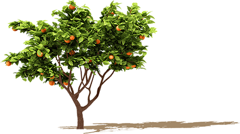 Orange Tree Png
