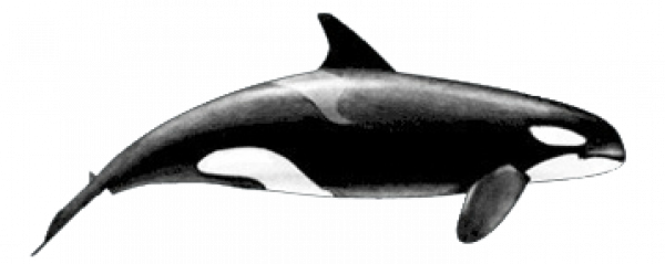 Orca Png Images PNG Transparent Vector, Clipart, PSD.