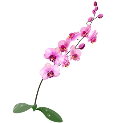 Orchid Clipart.