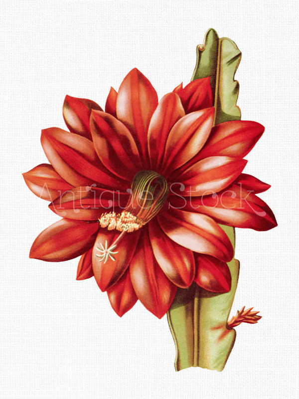 Flower Clipart 'Red Orchid Cactus' Printable Botanical.