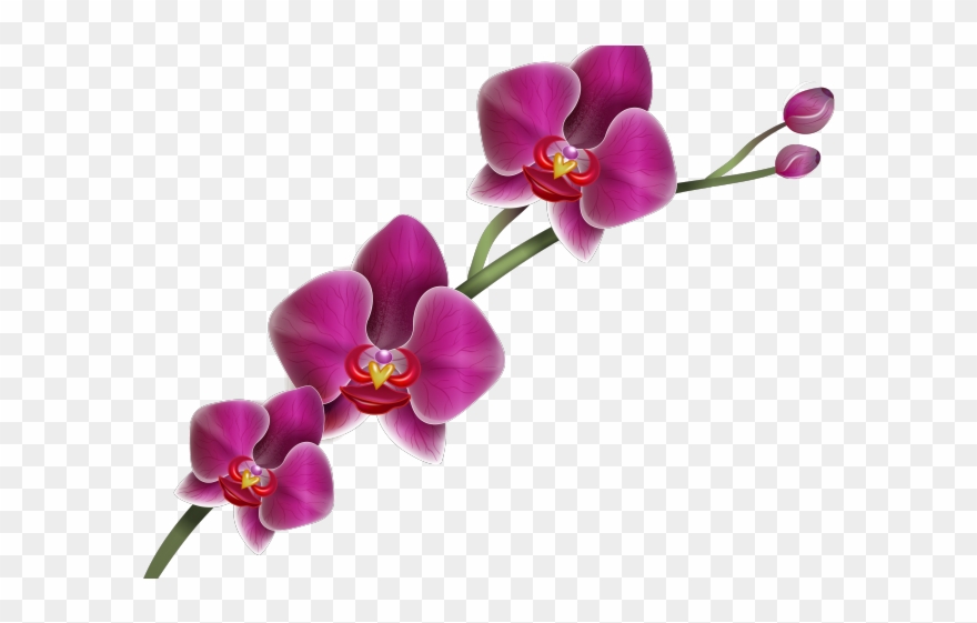 Orchid Clipart Hawaiian Orchid.