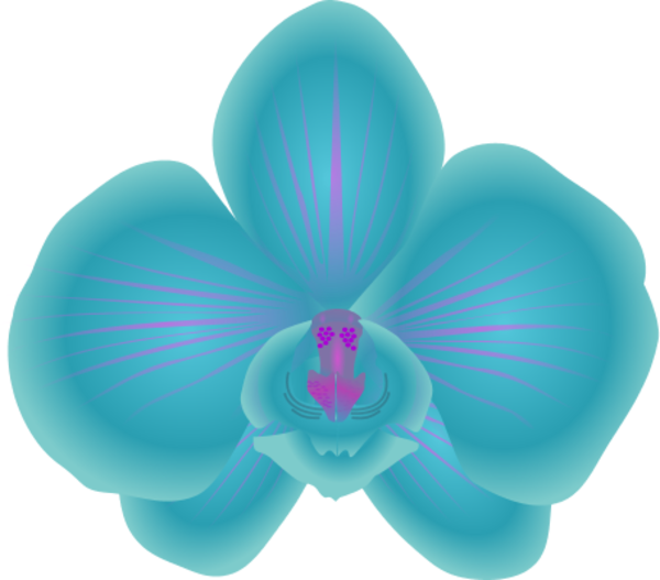Orchid flower clip art.