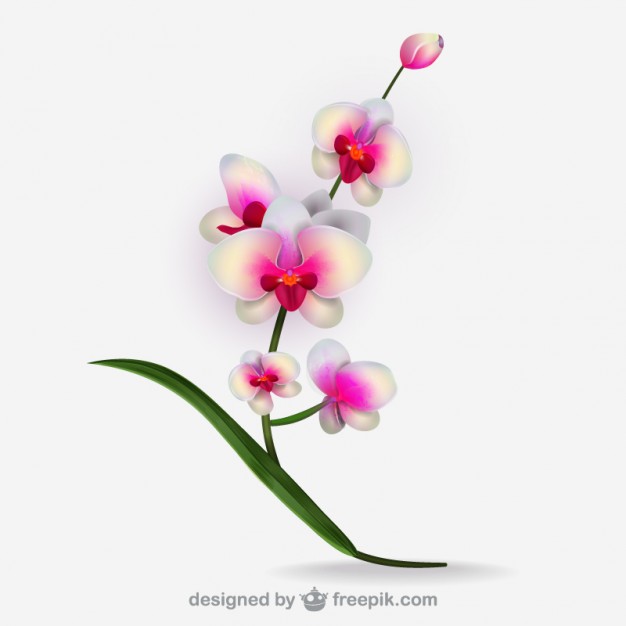 Orchid Vectors, Photos and PSD files.