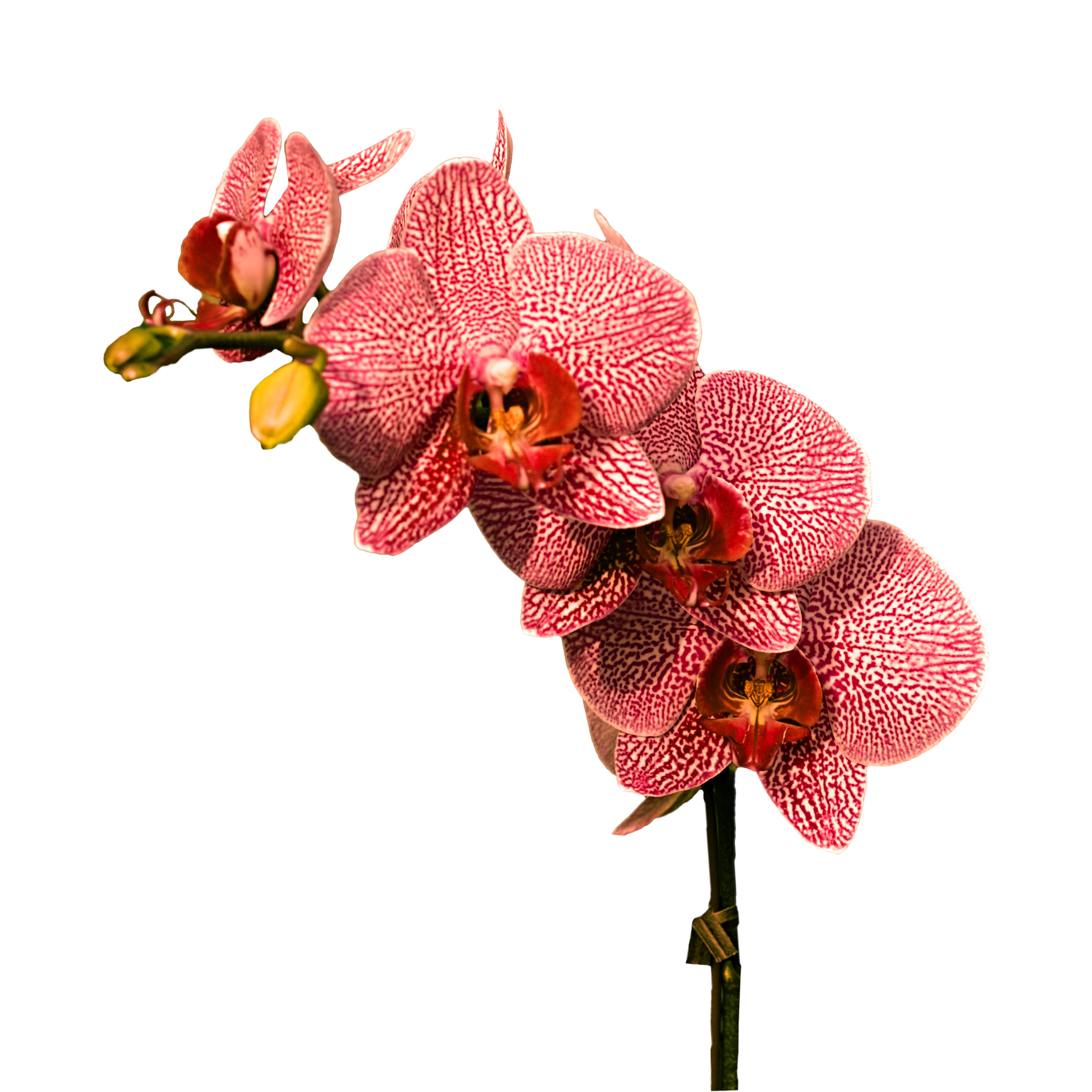 Orchid PNG Image.