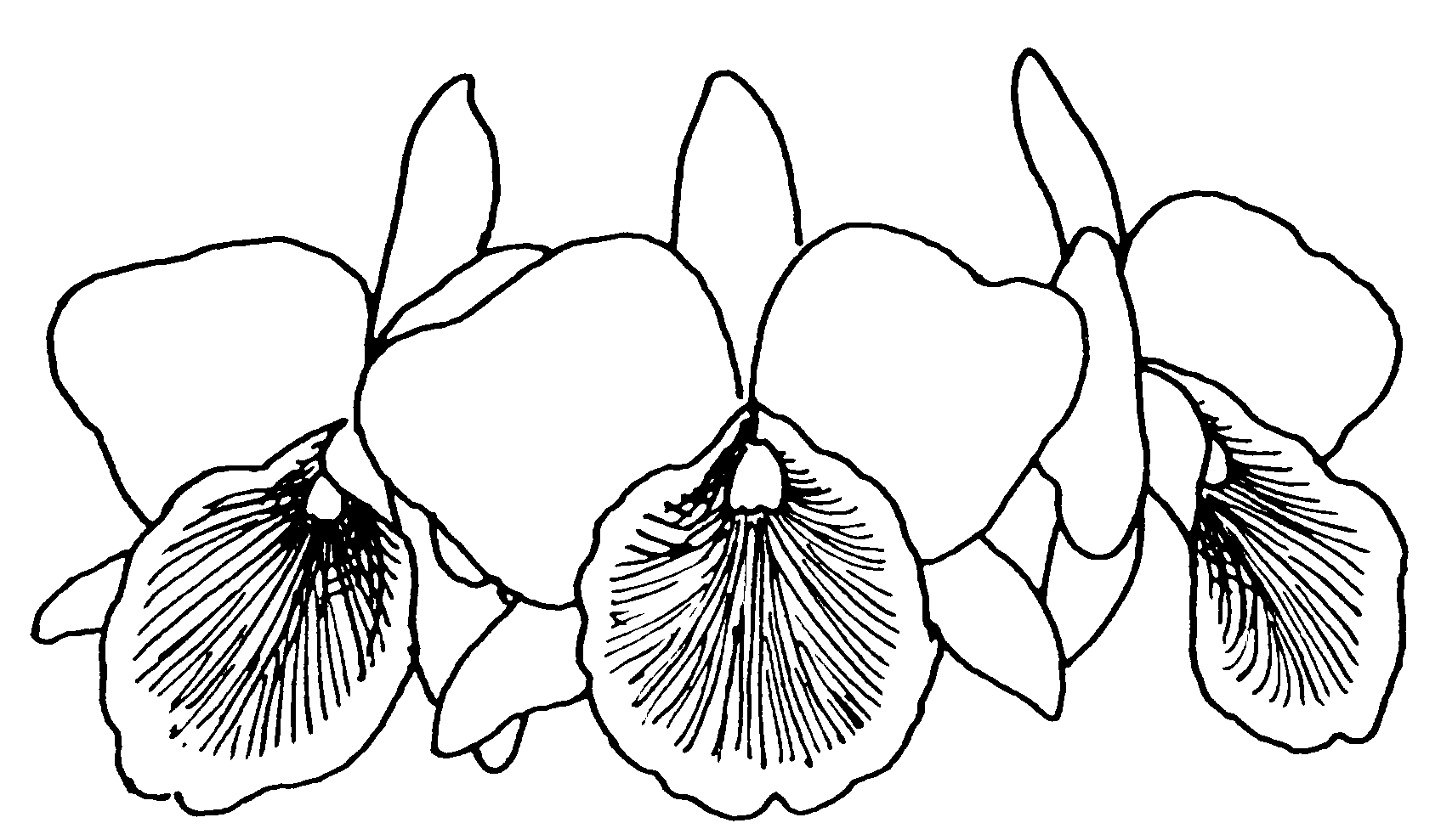 Orchid Drawing Outline at GetDrawings.com.