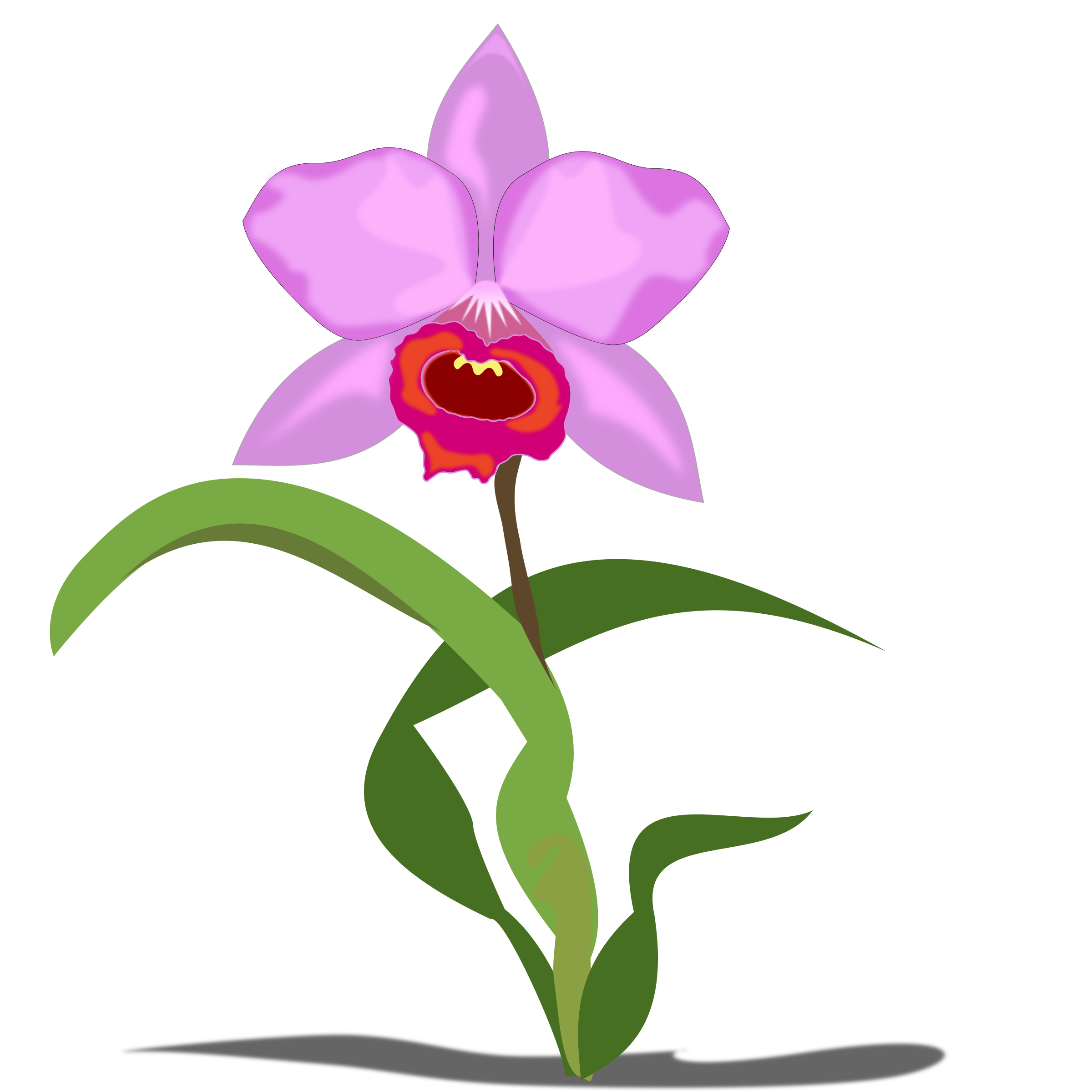 Orchid species clipart 20 free Cliparts | Download images on Clipground