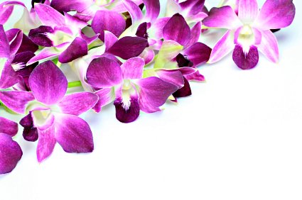 Growing Orchids, Growing Indoors, For Beginners, Caring For, How.