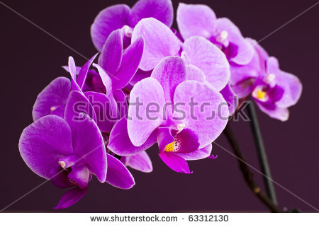 Orchidales Stock Photos, Royalty.