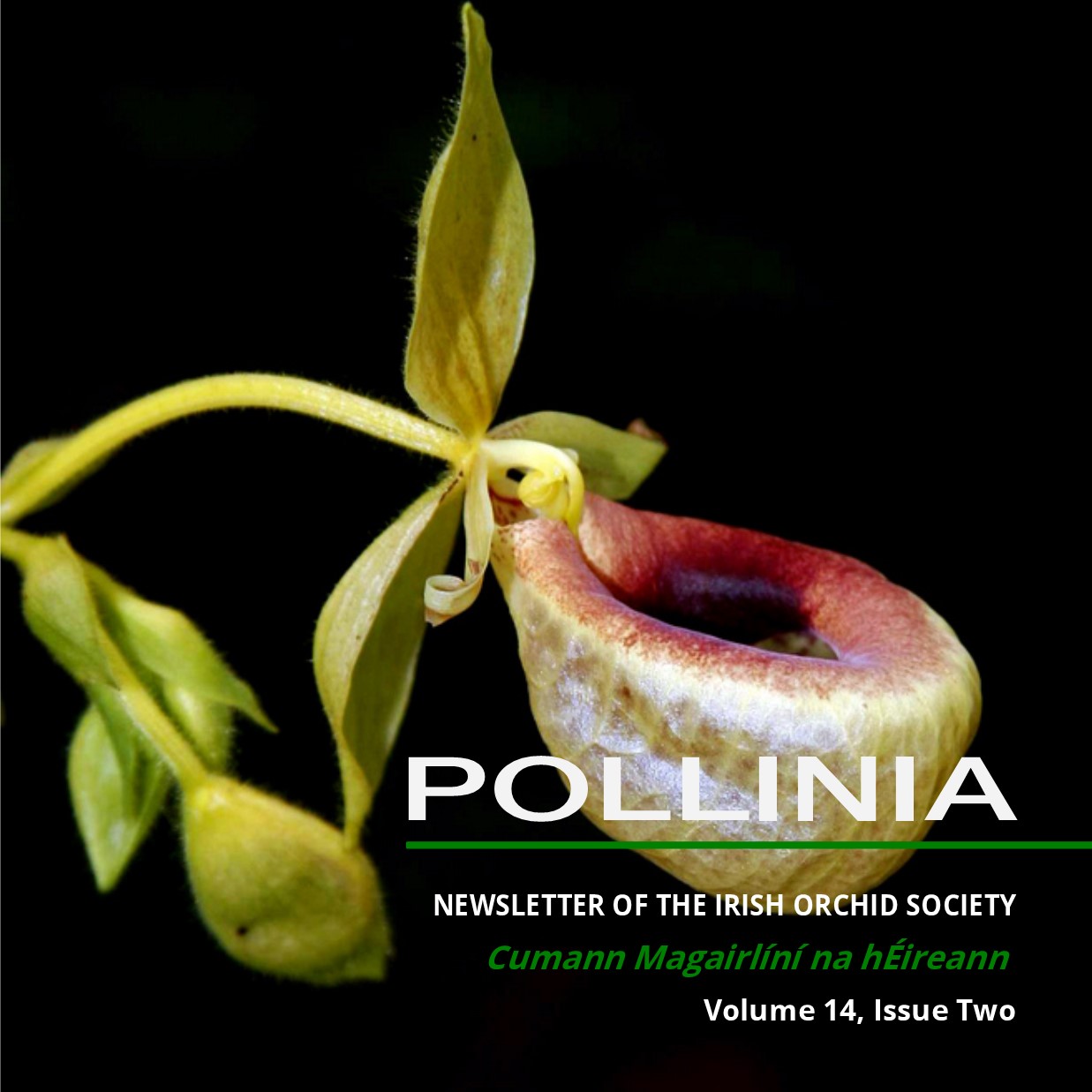 Pollinia.