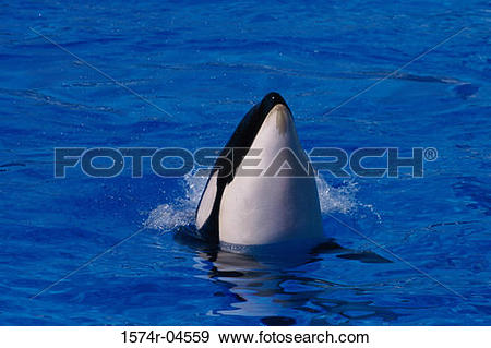 Stock Photograph of Killer Whale in water (Orcinus orca) 1574r.