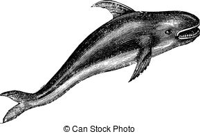 Orcinus orca Clipart and Stock Illustrations. 82 Orcinus orca.