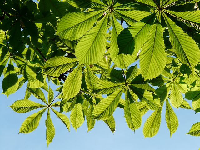 Free pictures FOLIAGE.