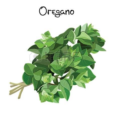 1,174 Oregano Stock Vector Illustration And Royalty Free Oregano.