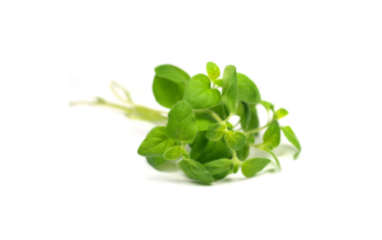 Oregano PNG Images.