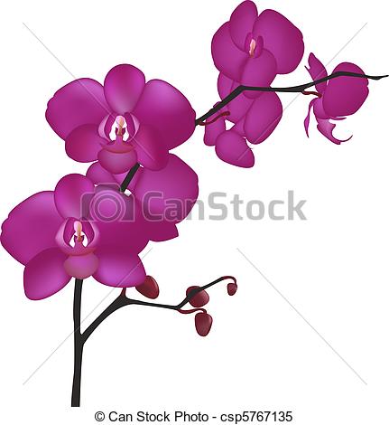 Orchid Stock Photo Images. 66,791 Orchid royalty free pictures and.