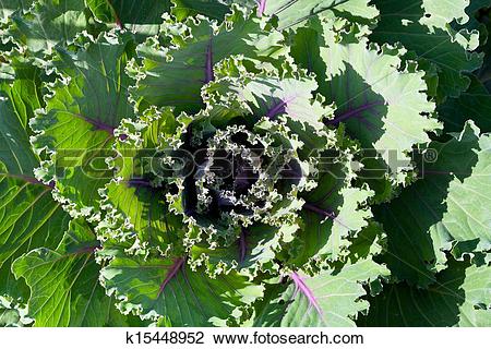 Stock Photo of ornamental cabbage k15448952.