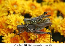 Orthoptera Clip Art and Stock Illustrations. 14 orthoptera EPS.