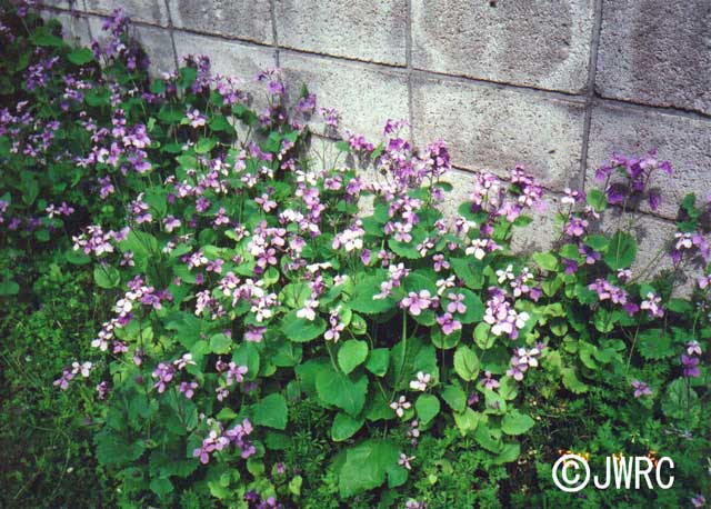 Violet orychophragmus / Invasive Species of Japan.