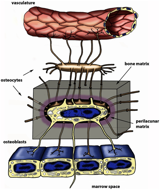 Rethinking the Importance of Bone Cells: What's in an Osteocyte.