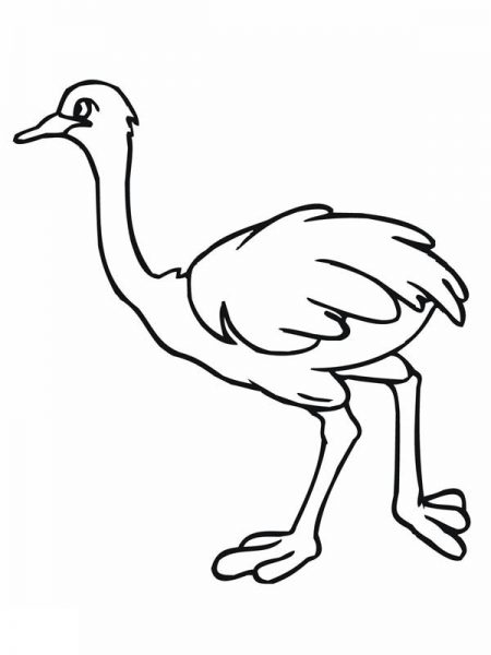 Collection of Ostrich clipart.