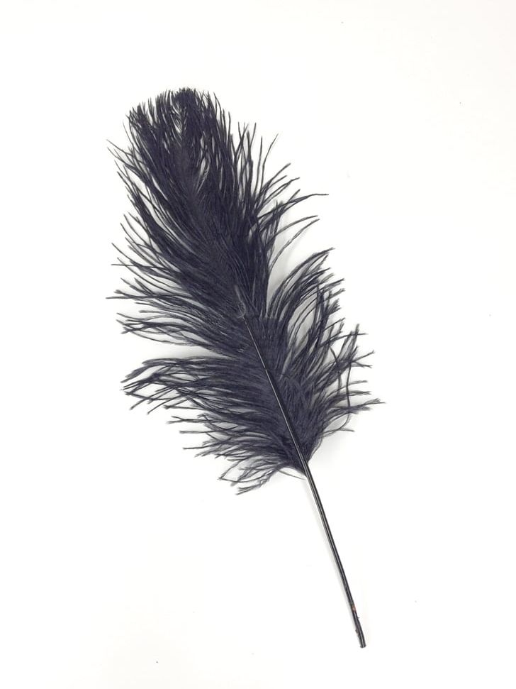 Common Ostrich Feather Wing PNG, Clipart, Animal, Animals.