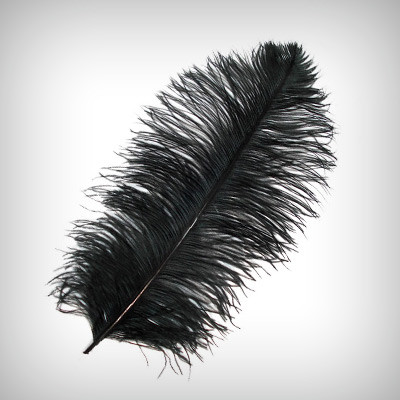 ostrich feather png 10 free Cliparts | Download images on Clipground 2024
