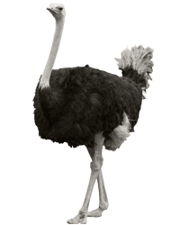 Ostrich PNG images free download.