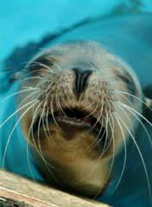 1000+ images about Cute Sea Lion on Pinterest.