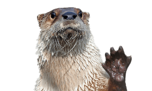 otter png 10 free Cliparts | Download images on Clipground 2021