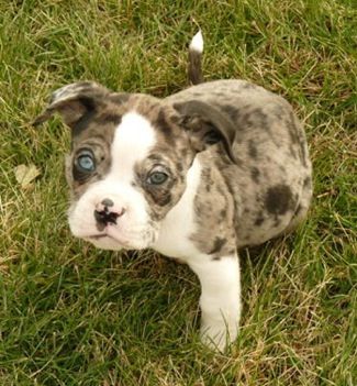 17 Best images about Alapaha Blue Blood Bulldog on Pinterest.