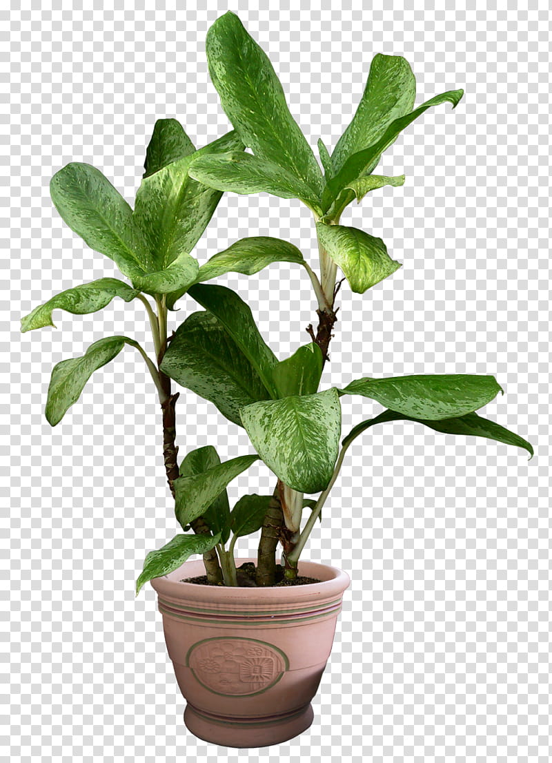 Green aesthetic, green leafed potted plant transparent.