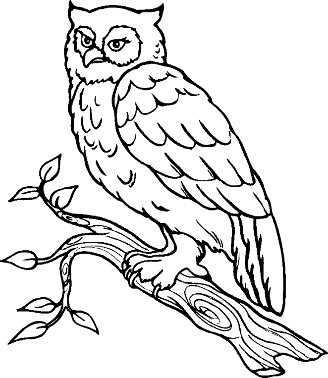 Owl Clip Art.