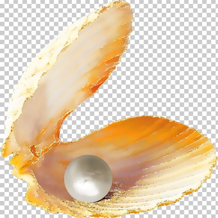 Oyster Pearl Seashell Slanted PNG, Clipart, Beautiful.