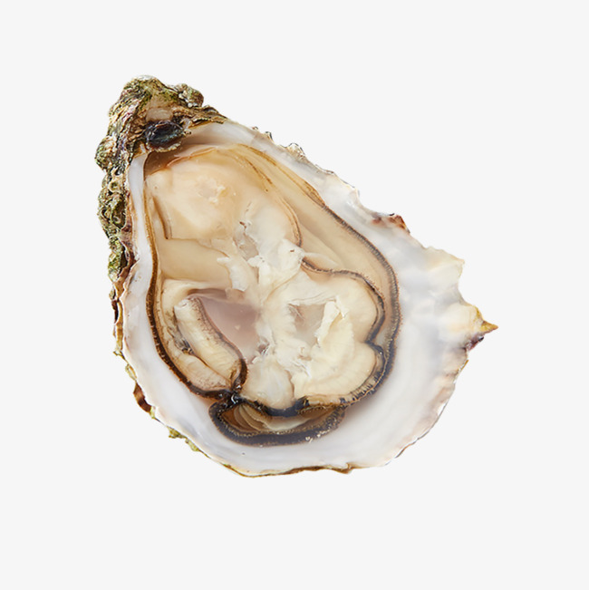 Oysters Png (103+ images in Collection) Page 2.